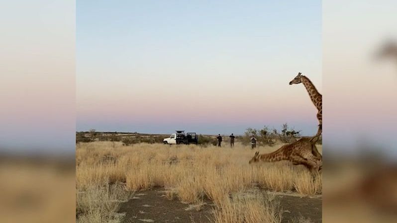 Žirafy se při vystupování z kontejneru poroučely k zemi